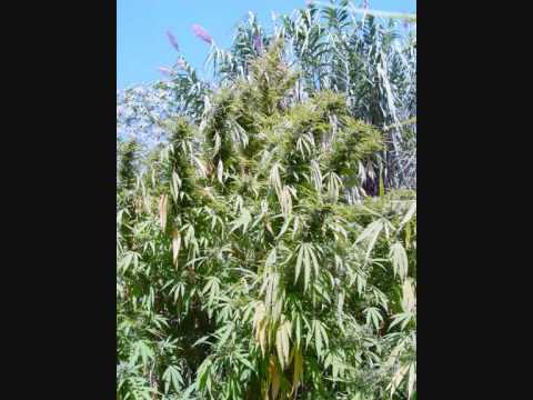 pictures of weed plants. Weed Plants Videos | Weed