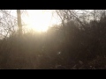 Dog hunting 1