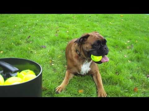 fetch machine fetchtastic automatic fetch machine for dogs www activedogtoys how to make fetch machine fetchtastic automatic fetch machine for dogs www activedogtoys how to make
