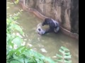 FULL VIDEO: Boy falls into Gorilla World exhibit at Cincinnati Zoo (RIP Harambe)