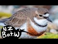 Banded dotterel - New Zealand Bird of the Week