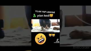 Yılan Olan Kedi