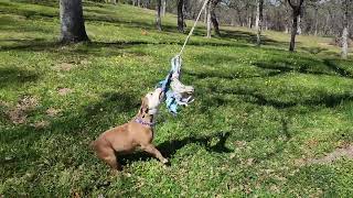 Akc Staffordshire Bull Terrier, 11Mths Daisy Tree Tug