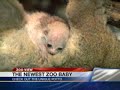 Title:Zoo View: Meet the Baby Potto Description:Do you even know what a potto is?