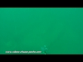 vidéos chasse sous marine hd