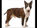 Bull terrier vs lobo salvajes - youtube