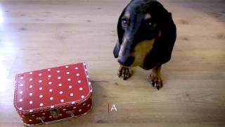 Travelling with your dog | FOUR PAWS | www.four-paws.org