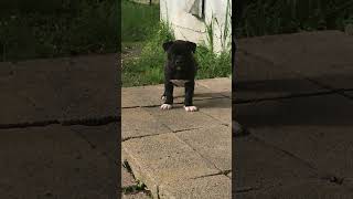 Puppy - Female 6 Weeks Tomorrow