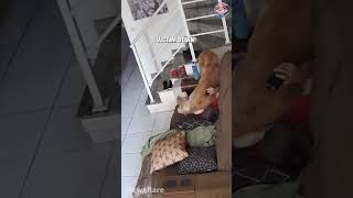 Whirlwind Of Paws, Fur, And Love Face-Sitting Included