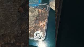 Orphnaecus Sp Blue Panay