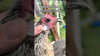 How To Trim A Chickens Beak