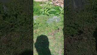 Kam Karte Time Jangal Me Mila Snake