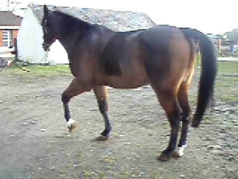 My Horse Trigger walking after pelvic fracture - YouTube