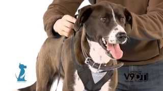 Installing the Bergan Pet Safety Harness