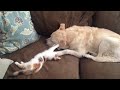 Dixie the Kitten playing with Jack the Dog