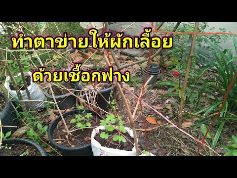 วิธีทำตาข่ายให้ผักเลื้อยด้วยเชือกฟาง