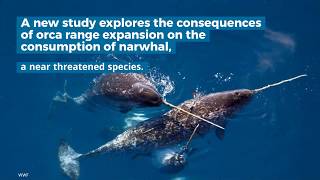 Arctic Killer Whale Predation