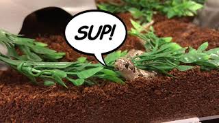 Baby Hognose In His New Enclosue
