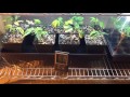 Growing cannabis: day 1 of bud room A . Day 43 room B-. Ep 13