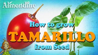 Grow TAMARILLO from Seed | Almondine