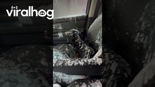 Dog Makes A Mess After Opening Window During Car Wash || Viralhog