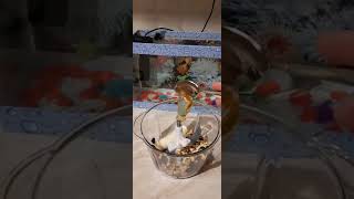 Kokelmek Ucun Koktel
