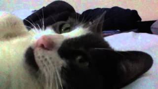 My 9Yr Old Cat Mouse