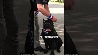 3 Pro Tips To Keep Your Dog Calm During Fireworks
