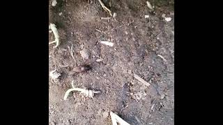Educational Tidbit Day 33 Billbug Weevil