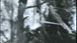 Watch Fred Darian Johnny Willow video