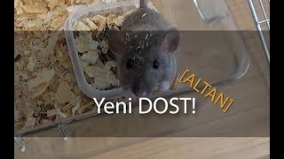 Yeni Evcil Dostum - Altan