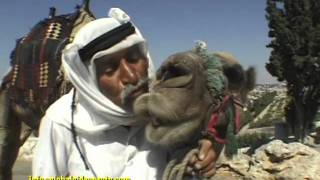 HOW TO KISS A CAMEL, JERUSALEM, ISRAEL