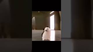 Hedgehog Dancing With Hash Brown