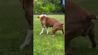 Meet Leela A Terrier Pit Bull Currently Available For Adoption 772022 44212 Pm
