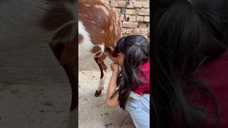 Baby Drinking Goat Milk