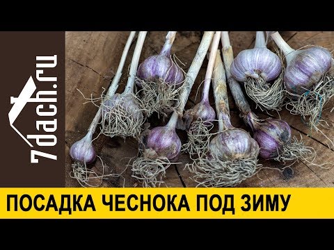 В какое время сажать чеснок на зиму 776