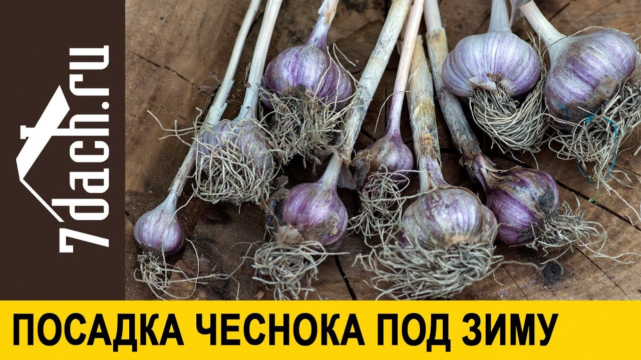 Какой чеснок лучше сажать мелкий или крупный под зиму 46
