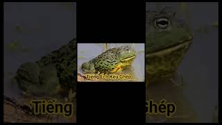 Tiếng Ếch Đồng Kêu Cực Chuẩn