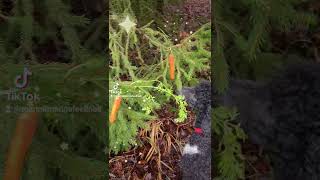 Weihnachten Im Wald Mit Pudel Lina