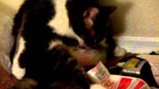 Belly Lick.mov