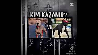 Cinnet Vs Kara Bela Kim Kazanır Yorumlara Yazın