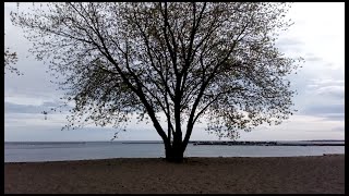 Fumi Suzuki - Lady Bird Official Video From Demo