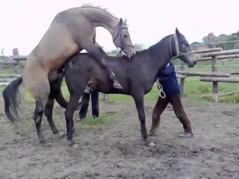 Секс С Конем Видео Бесплатно