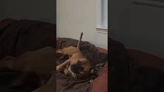 Staffordshire Bull Terrier Gchp Shastas Easy River, Asher 7 12 Years Young