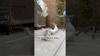 I Let All My Pet Birds Fly Free