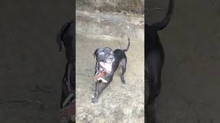 Tony Landa Son Of Import Tony Apbt