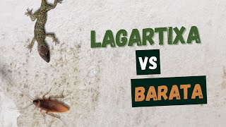 Lagartixa Caça Barata - Jogos Para Gatos Lizard Vs Roach