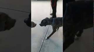 Meet Jelly A Terrier American Pit Bull Currently Available For Adoption 8292019 41314 Pm