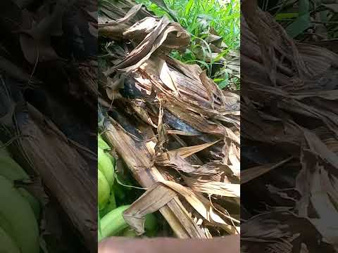 I bibigay Kona ito saging ko sawa na Ako dito I bibigay Kona ito saging ko sawa na Ako dito