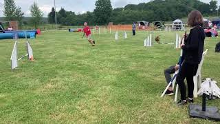 Ma Femelle Staffie Soctroie La 1Ère Place Au Jumping Avec Une Vitesse De 6,12 Ms